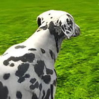 Dog Simulator 3D